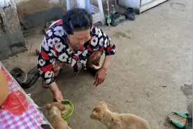 宝子妈喂家里的小狗每顿都是喂两次，饭前喂狗粮饭后再喂剩饭视频封面