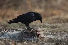 渡鸦进食腐肉视频封面