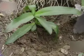大青山野生本草秦艽（jiao）,恶劣环境下人们利用本草来调节自身视频封面