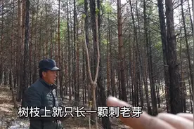 东北最难采的刺老芽，南方人都认为是香椿，回家腌制放到冬天吃！视频封面