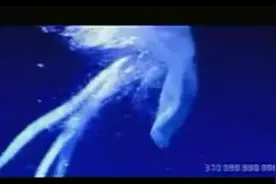 生物小知识——生物进化全过程