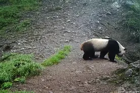四川鞍子河自然保护区拍到野生大熊猫！视频封面