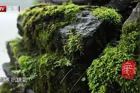 藏医学博大精深，西藏是藏医药发源地，目前我国有藏药3000种左右