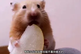 仓鼠第一次试吃梨子，一滋一口水，一招搞定不爱喝水的仓鼠视频封面