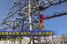 湖北孝感：马蜂窝藏身高塔 消防员攀爬30米摘除图片