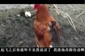 爆笑：喂妈呀！我已经登鸡了，等会落地了给你说视频封面