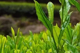 宜兴是江苏最大的茶叶产区，出产的阳羡茶与龙井茶、碧螺春齐名视频封面