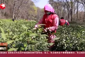 南京明孝陵樱花开放，钟山雨花茶也开采啦，外地采茶工被分批接回视频封面