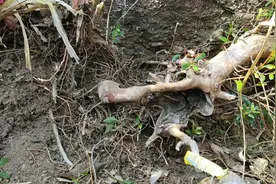 山沟岩缝里的小叶赤楠下山桩，这个可以算个什么级别？视频封面