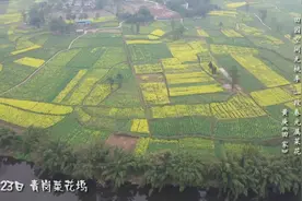 【春日航拍】仁寿青岗菜花坞视频封面