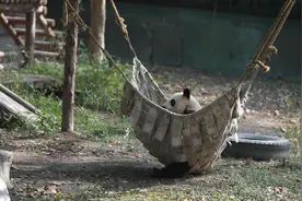 原来大熊猫打架是这样的，还有道具视频封面