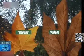 一片树叶卖160多元？店家宣称从法国专门进口，什么叶子这么贵？视频封面