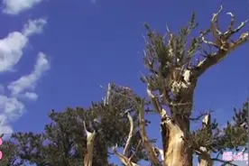全世界最老的五棵树在哪，你知道吗视频封面