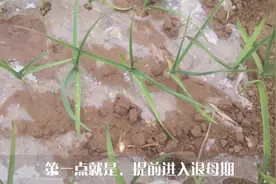 今年大蒜叶片为啥发黄？原来是这3点原因，专家分析的很到位视频封面