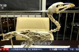 “拼骨头的老师”卢静，让冷门的古生物学“热”了起来视频封面