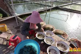 走进中国最大的金鱼养殖基地，直观的感受鱼宝宝出生的快乐视频封面