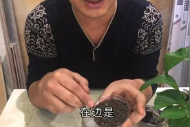 比树皮还好的兰花植料，只要“2步操作”兰花生根快，兰苗蹭蹭长视频封面