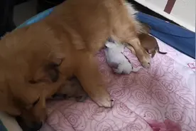 实拍狗狗产仔，蝴蝶犬+田园犬+博美犬，能否生出逆天颜值的仔仔？视频封面