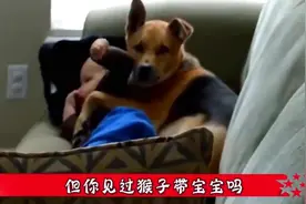 宝宝与猴妈玩了一下午，当亲妈带宝宝回家时，猴子的反应太好笑了视频封面