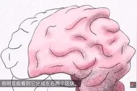 左脑与右脑之谜视频封面