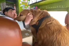 金毛的记性真好，两年没见的朋友都能认出来，拼命撒娇，太可爱了视频封面