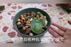 镜叶草种植的技巧视频封面