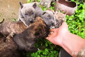 30多天的田园犬小奶狗，碰到主人去马上跑出来求撸，个个肥嘟嘟的视频封面