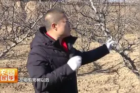 壮壮帮忙：花椒树流胶咋回事？（上）视频封面