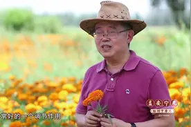 金菊花对上呼吸道保健有很好的作用视频封面