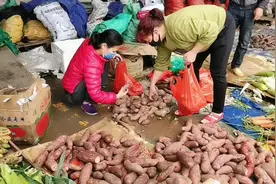 湛江霞山三禾蔬菜批发市场，这里的菜心一块钱一斤，便宜到你不信视频封面