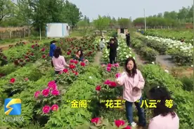 谷雨三朝看牡丹！枣庄台儿庄万株牡丹竞相绽放，随风摇曳芳香四溢视频封面