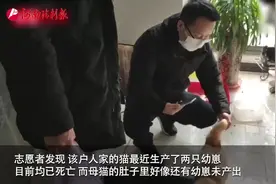 武汉小动物保护协会救援滞留武汉宠物视频封面