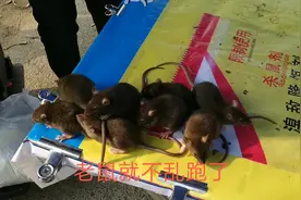 西安农村赶集偶遇卖老鼠药的，为了推销老鼠药老板竟拿出一群老鼠视频封面