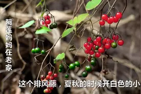 农村老家：屋檐上长满了排风藤，红色果子比樱桃还好看