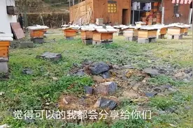 露天蜂箱用什么遮盖物？养蜂人告诉你简单方便省钱的办法视频封面