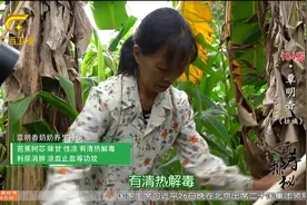 广西壮乡，有种发掘“深山的珍馐”——芭蕉芯，炒成美味清热解毒视频封面