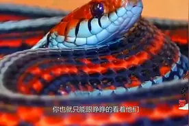 这蛇很漂亮，但毒性比眼镜王蛇还要高百倍，以捕蛇为生视频封面