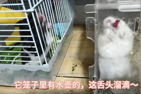 半夜被仓鼠吵醒，发现鼠鼠诡异举动视频封面