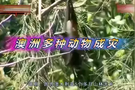 澳洲多种动物泛滥成灾视频封面