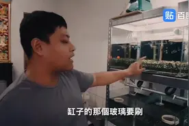 孔雀鱼老是烂尾？原因居然是这样，饲养环境很重要视频封面