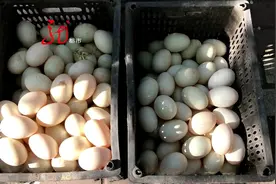 路边卖鹅蛋 居然全是双黄蛋 怎么这么巧视频封面