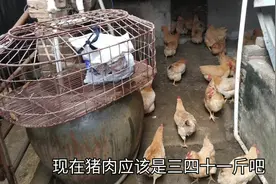 广西玉林本地三黄鸡，只要一百块钱三只，比吃猪肉划算！视频封面