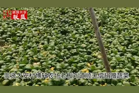 微融联播·临平崇贤丨你帮我收菜 我把菜来捐图片