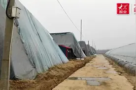 新春走基丨高青这个小村的西红柿购买需“预约”图片