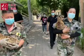 视频｜金宝乐园有对“萌虎”双胞胎小姐妹图片