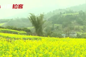 春天的信号 四川最早的油菜花已经开了视频封面