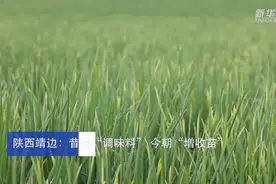 陕西靖边：昔日“调味料”今朝“增收苗”图片