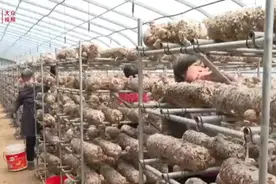 科技赋能，让小小食用菌成为特色大产业图片