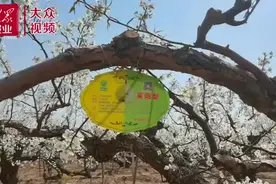 视频｜莱阳万亩梨园：满园梨花秀春色图片