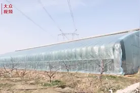 视频丨这里的樱桃红了，最好的卖每斤150元图片